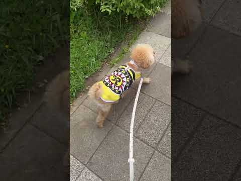 経営学科 トイプードル1歳　 #トイプードル　#toypoodle