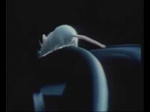 Lessons from the Boot of a Car by Reg Lascaris: BMW (Mouse) TV advert