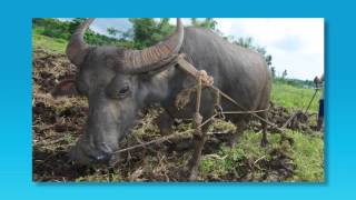 The 5 A's of Food Security #5: Agency