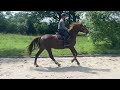 Jument SF - 5 ans - 1m68 Mylord CarthaGO