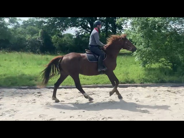 Jument SF - 5 ans - 1m68 Mylord CarthaGO