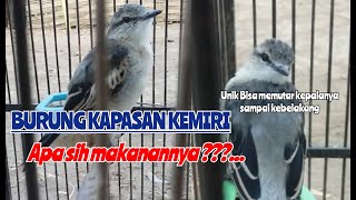 Download lagu Kapasan Bird Food Kemiri Both In The Wild Or In A Cage mp3