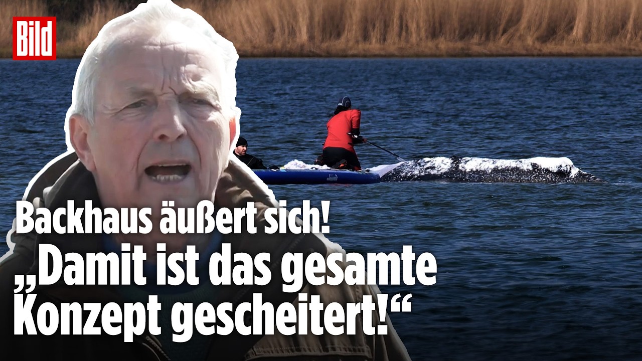 WAL TIMMY: „Damit ist das gesamte Konzept gescheitert!“ Backhaus äußert sich zur Walrettung!