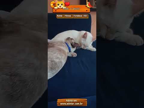 Vídeo de Jade e Jhudy