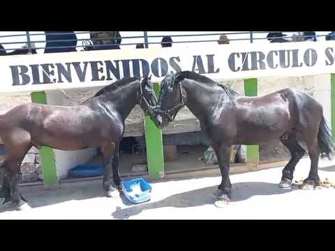Plaza de Toros del Círculo Cultural social la Unión en Arequipa 12 de octubre 2025 Rtes Melgar Puno 