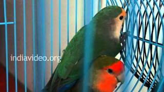 Love Birds in a Pet Show