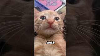 These Cats Will Make Your Day 😂
