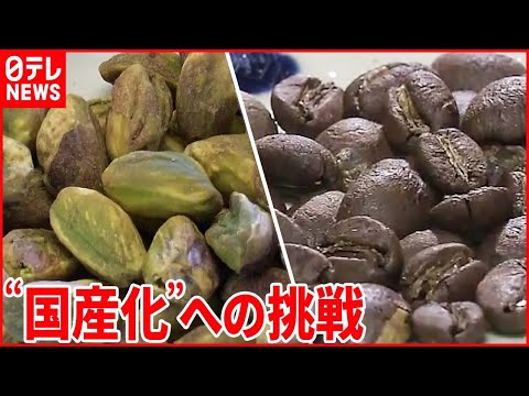 ピスタチオの木 植物