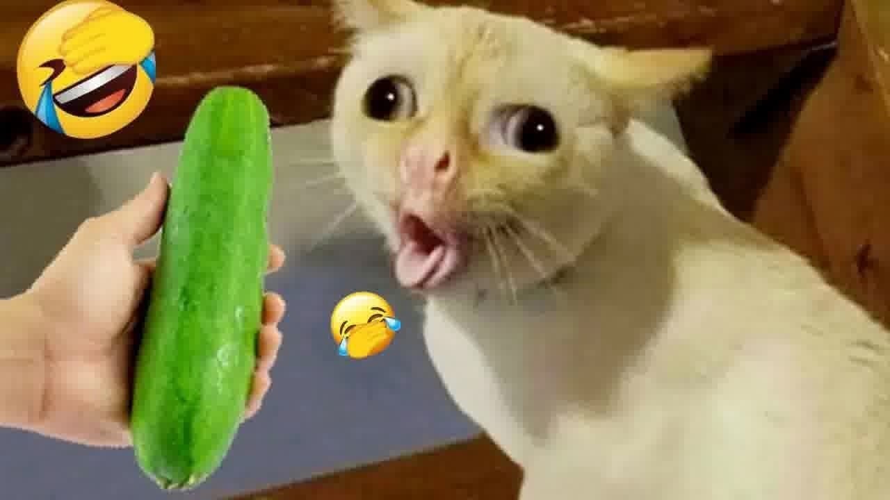 Funniest Dogs and Cats 2024🐶😼Try Not To Laugh😜