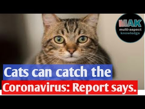 Cats can catch the #Coronavirus| Can Virus be transmitted through animals?