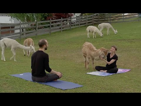 Flauschige Asanas: Mit Alpakas zum Yoga