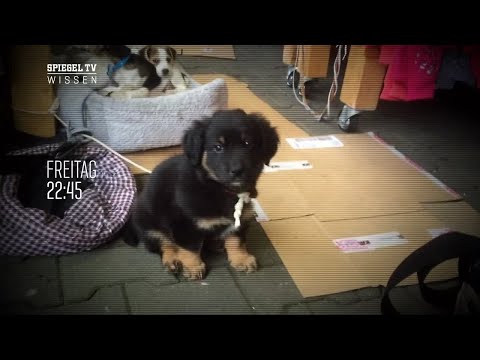 Welpenhandel im Visier - am Freitag bei SPIEGEL TV WISSEN | SPIEGEL TV