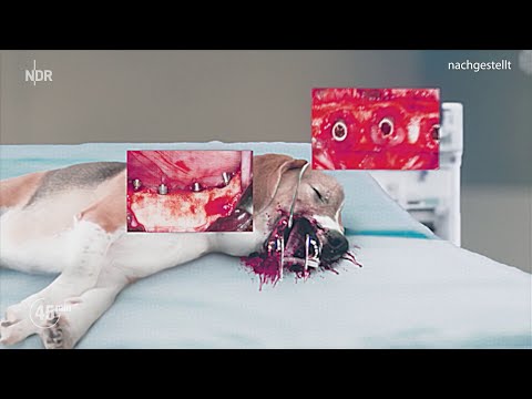 Ein bißchen Tierquälerei in Deutschland gefällig .... Tierversuche an Hunden_ Das Leiden im Labor