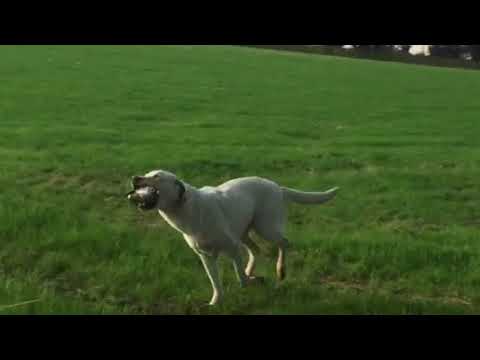 Labrador retriever - Teaching your dog to retrieve