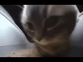 Chipi Chipi Chapa Chapa 1 Minute And 30 Seconds