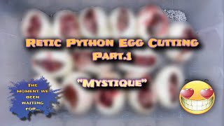 Retic Python Egg Cutting “Mystique” Part.1 🥹🐍🥚|The moment we have been waiting for…