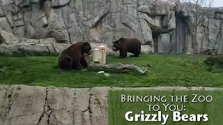 Bringing the Zoo to You: Grizzly Bears