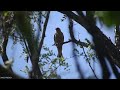 Birds of prey - Kestrel in Buzau country side - Pasare rapitoare - Vânturel