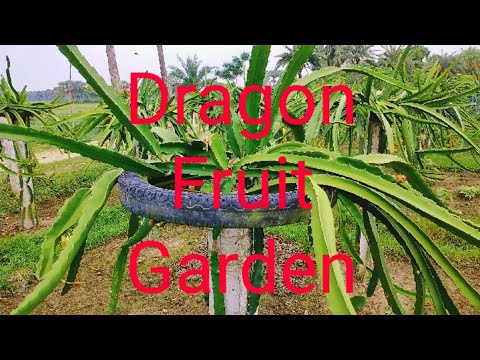 Dragon Fruit Farming in Bangladesh // Cactus Fruit Garden // Pitaya Fruit Cultivation.