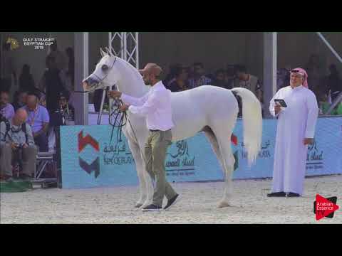 142 TAG AL ASIL   Gulf SE Cup 2018