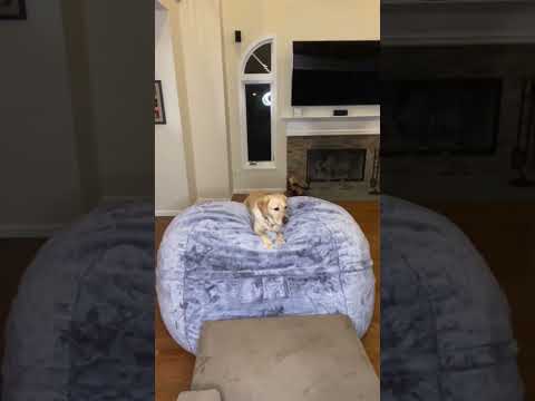 #dog #funnydog #dogs #cat #funnyanimal #cats #funny #A dog that plays with a stick like it's a