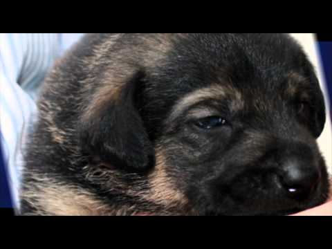 O Lobo Alfa - Assim deveriam nascer os lobos