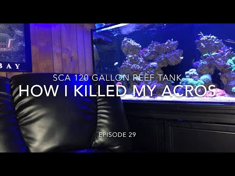 SCA 120 Gallon Reef Tank | EP. 28 | How I killed My Acropora & Miracle Mud Thoughts
