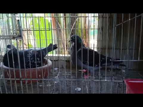 Engels pigeon collection