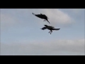 BlackBird-Beatallica