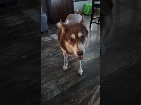 Zeke's routine every night! Comes over and cusses me out for dinner! 😂 #husky #siberianhusky #zeke