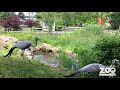 2019 Attenborough Tribute Video   Blue Crane