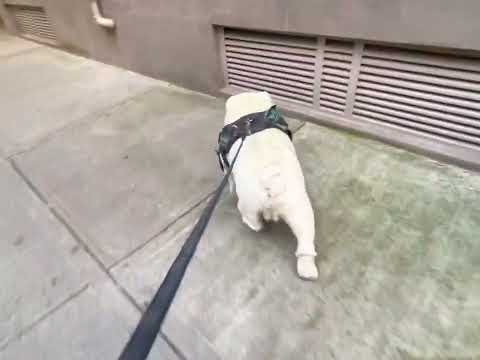 Definitely not letting go of this stupid fish #bulldog #dog #nyc