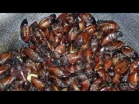 paano manghuli ng salagubang  pinoy exotic food