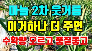 마늘 2차웃거름 이것 하나만 더 주면 수확량 오르고 품질도 좋아져요