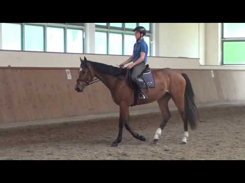 Araldik-Ramiro´s Match mare * 2014 for sale