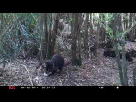 CFZ TASMANIA EXPEDITION 2017: Tasmanian devil