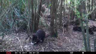 CFZ TASMANIA EXPEDITION 2017: Tasmanian devil