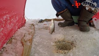 Ловля плотвы зимой на мормышку с прикормкой