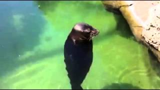 Spinning seal