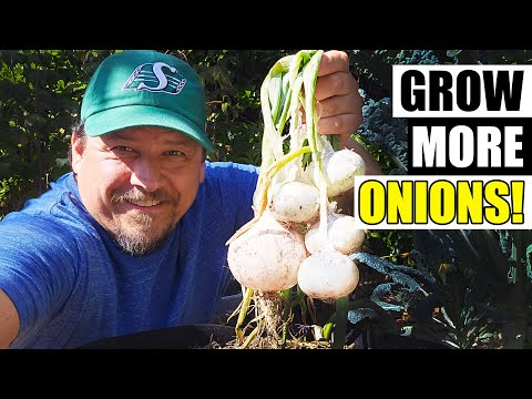 How To Grow An Onion From An Onion Bottom 2019
