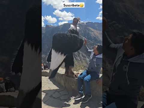 Condor andino, casi me lleva, Me ataco,