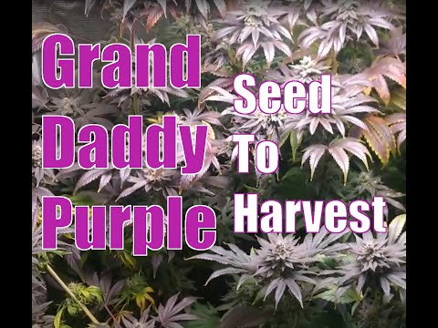 Grand Daddy Purple in a 3x3,  Mars Hydro Tent and Light.