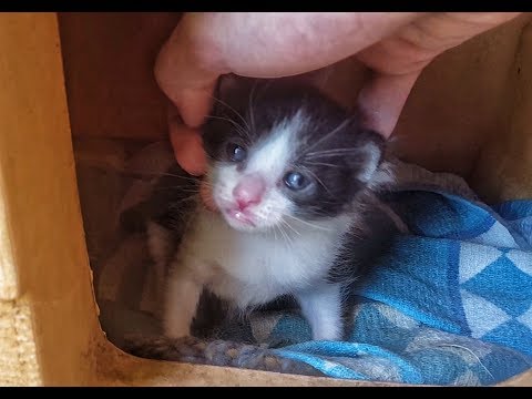 Come trattare il bambino risposte di vermi I parassiti che provocano unallergia in bambini
