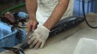 ***THE BEST*** How To Fillet a Fish / How to Clean a Fish