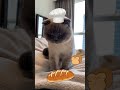 Rengar The Cat Chef ‍ Cat Baking Bread Bread Bank ️ Catchef Catfunny Catcute