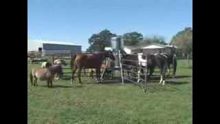 preview picture of video 'Feed Smart Jr. - Bodman Farm 11-2-2013 Central Tx.'