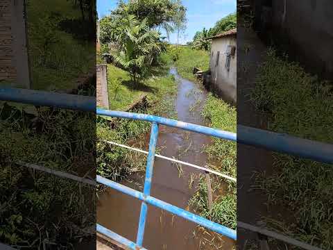 Lambaris dentro da cidade de Olinda Nova do Maranhão MA