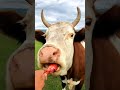 [Cow with me] cow eat meat, eat beef steak.