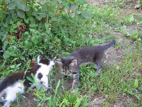 Pisicile jucause la Malu Rosu, Ialomita