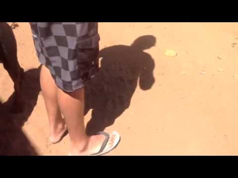 YouTube video about: What does a dog do that a man steps into?
